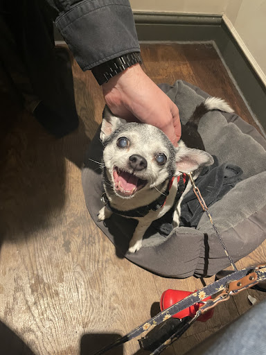 Photo of Franco Manca Cheltenham - 33-40 The Promenade, Cheltenham GL50 1LE